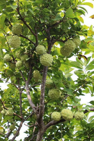 Custard Apple